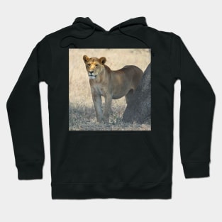 African Lion, Serengeti, Tanzania Hoodie